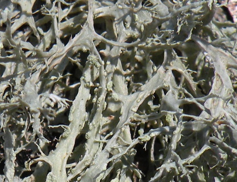 Lichene dal Cansiglio 2
